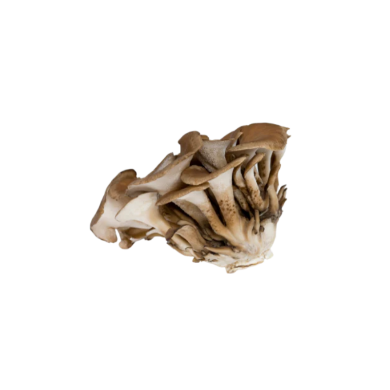 Maitake mushroom
