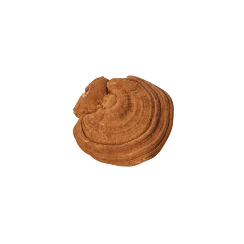 Turkey tail mushroom